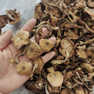 东北特产野生干榛蘑新鲜自然晾晒一等品干货小鸡炖蘑菇无杂质
