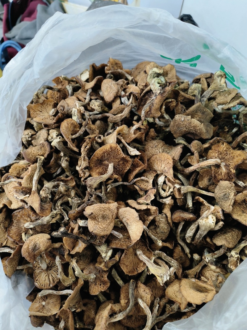 东北特产野生干榛蘑新鲜自然晾晒一等品干货小鸡炖蘑菇无杂质