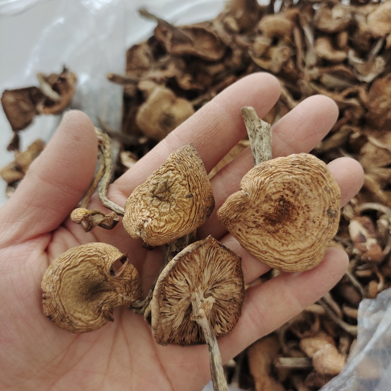 东北特产野生干榛蘑新鲜自然晾晒一等品干货小鸡炖蘑菇无杂质