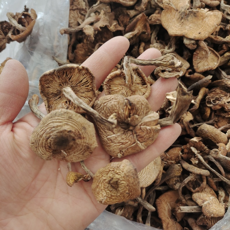 东北特产野生干榛蘑新鲜自然晾晒一等品干货小鸡炖蘑菇无杂质