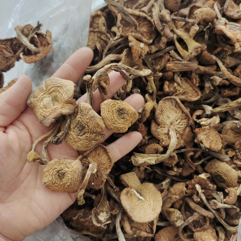 东北特产野生干榛蘑新鲜自然晾晒一等品干货小鸡炖蘑菇无杂质