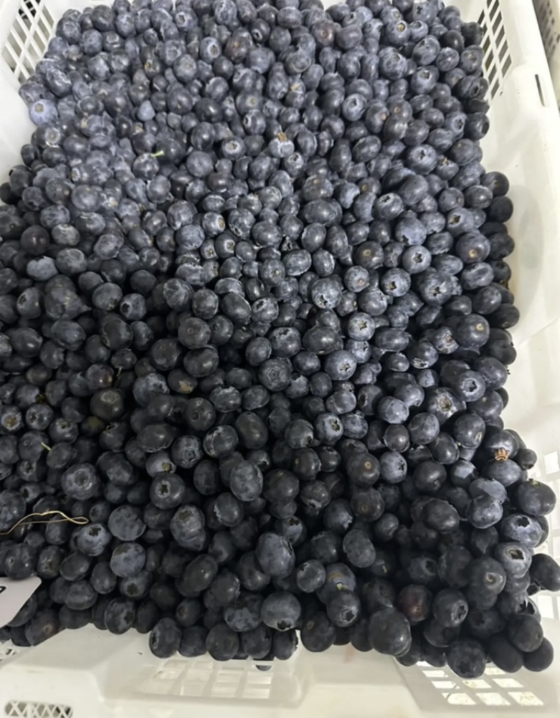精品蓝莓大量有货产地直发品质保证可视频看货