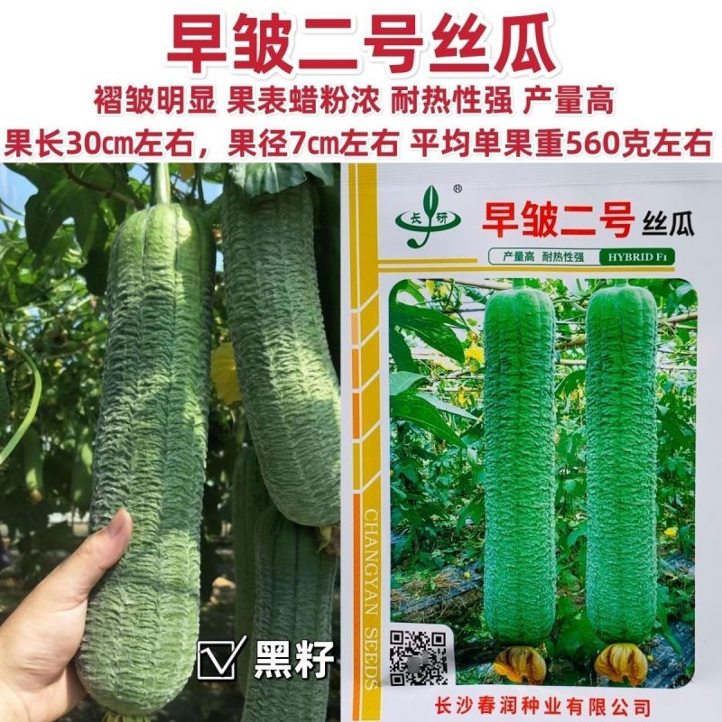 皱皮丝瓜种子长沙农科院早皱二号丝瓜种子耐热强产量高褶皱明