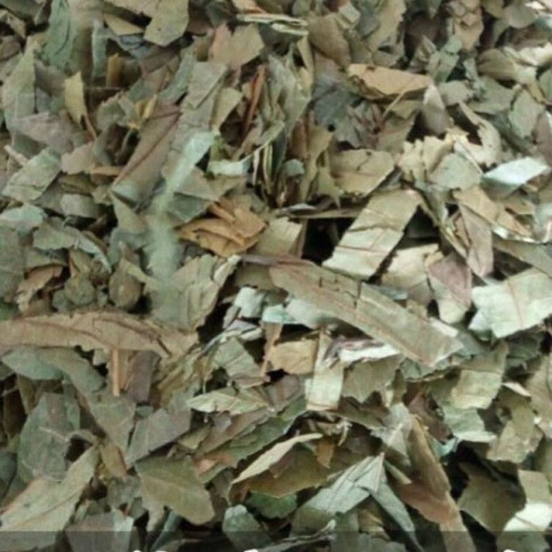 【布渣叶】布渣叶量大从优物美价廉产地直供