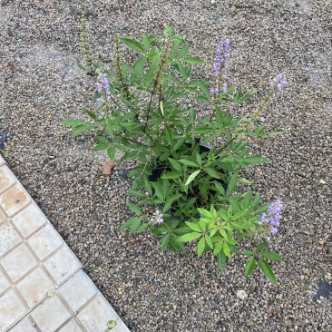 穗花牡荆