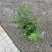 穗花牡荆