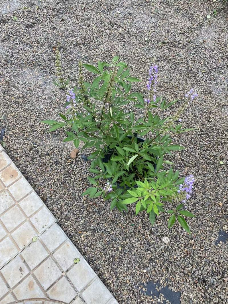 穗花牡荆