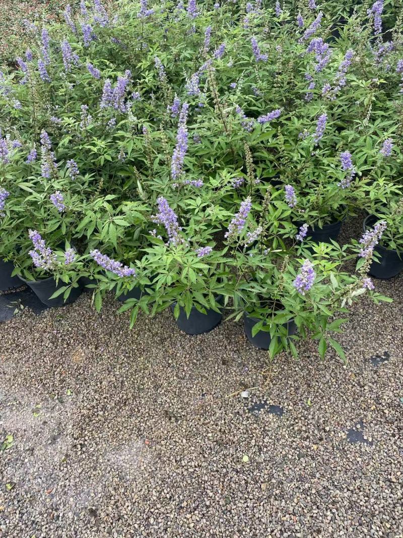 穗花牡荆
