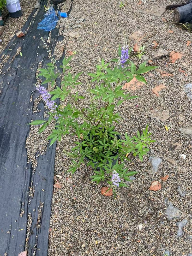 穗花牡荆