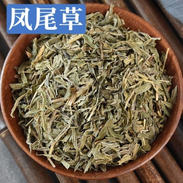 【凤尾草】凤尾草量大从优物美价廉产地直供
