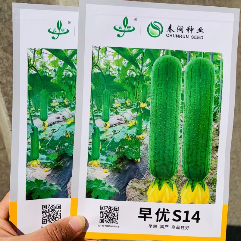 春润油靓丝瓜种子口感好油绿短棒早熟高产商品性佳农家春秋播