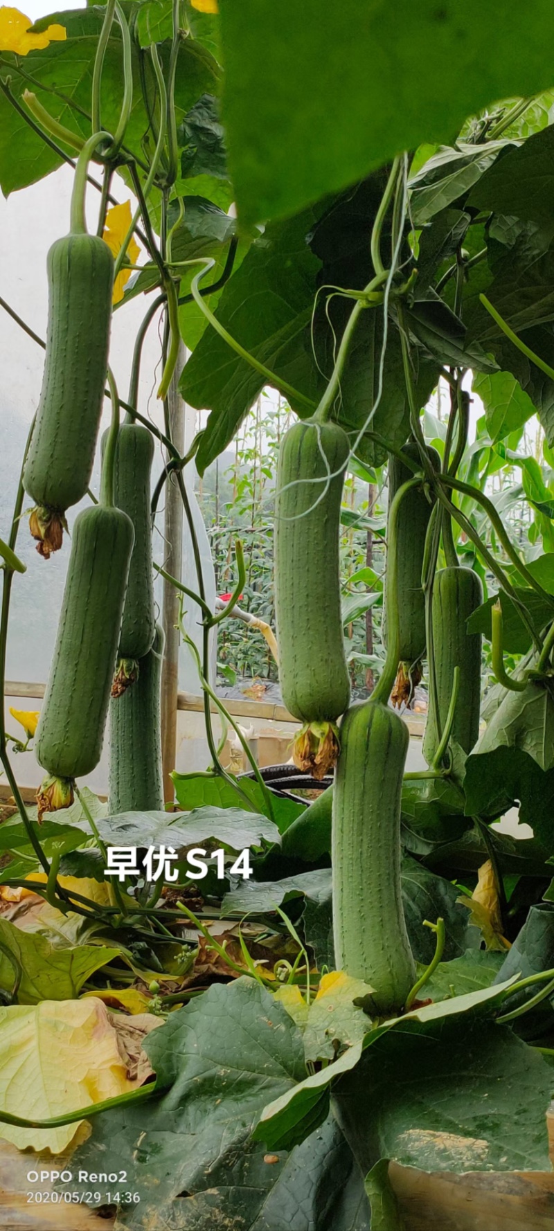 春润油靓丝瓜种子口感好油绿短棒早熟高产商品性佳农家春秋播