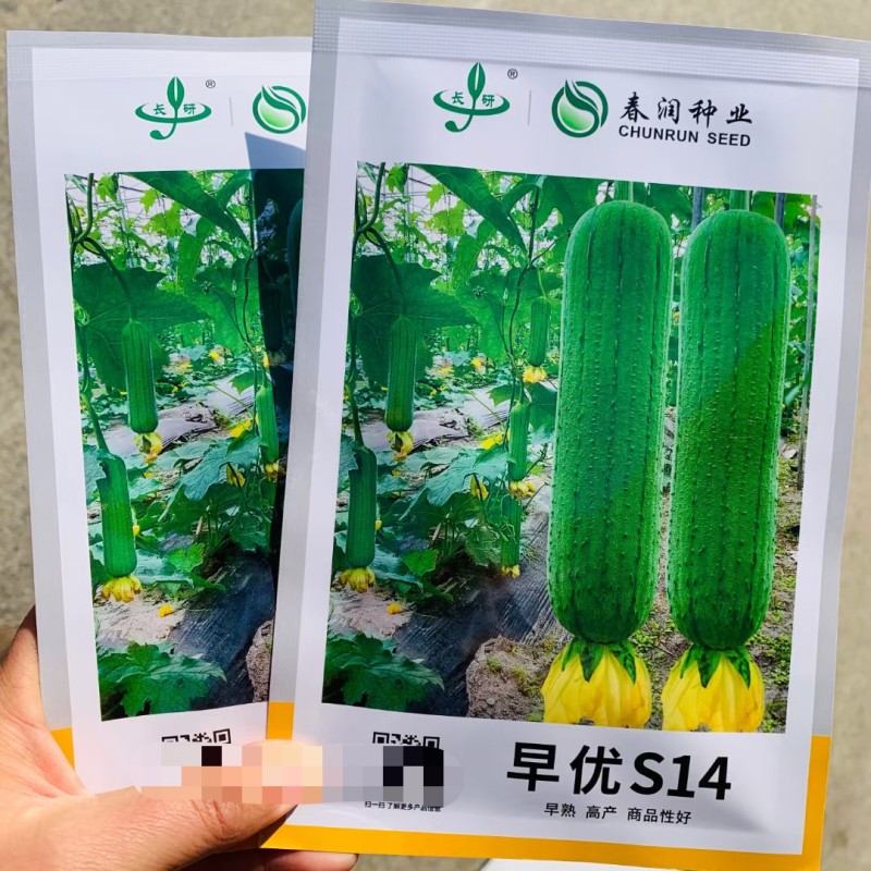 春润油靓丝瓜种子口感好油绿短棒早熟高产商品性佳农家春秋播