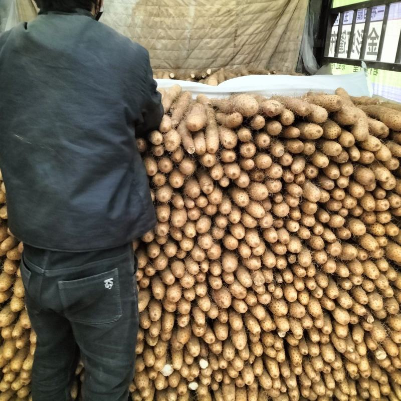 银川白玉山药.基地一手货源.支持电商超市市场通货精品货