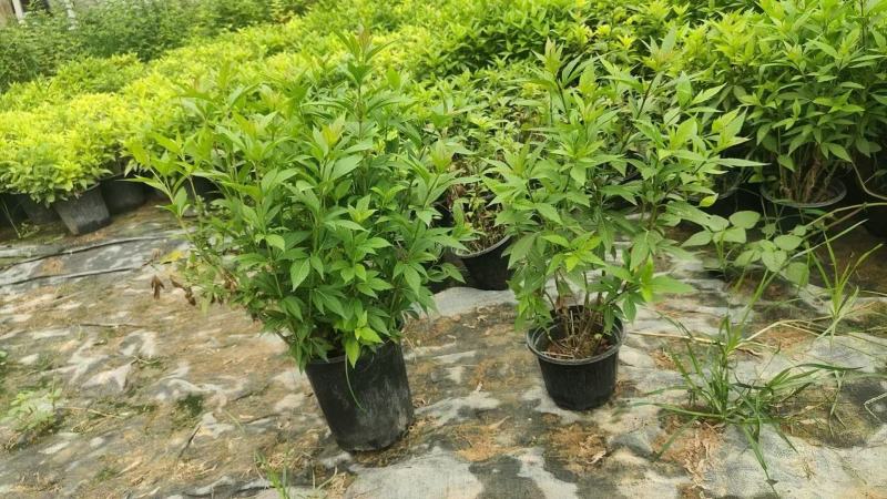 大麻叶泽兰