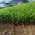 大麻叶泽兰