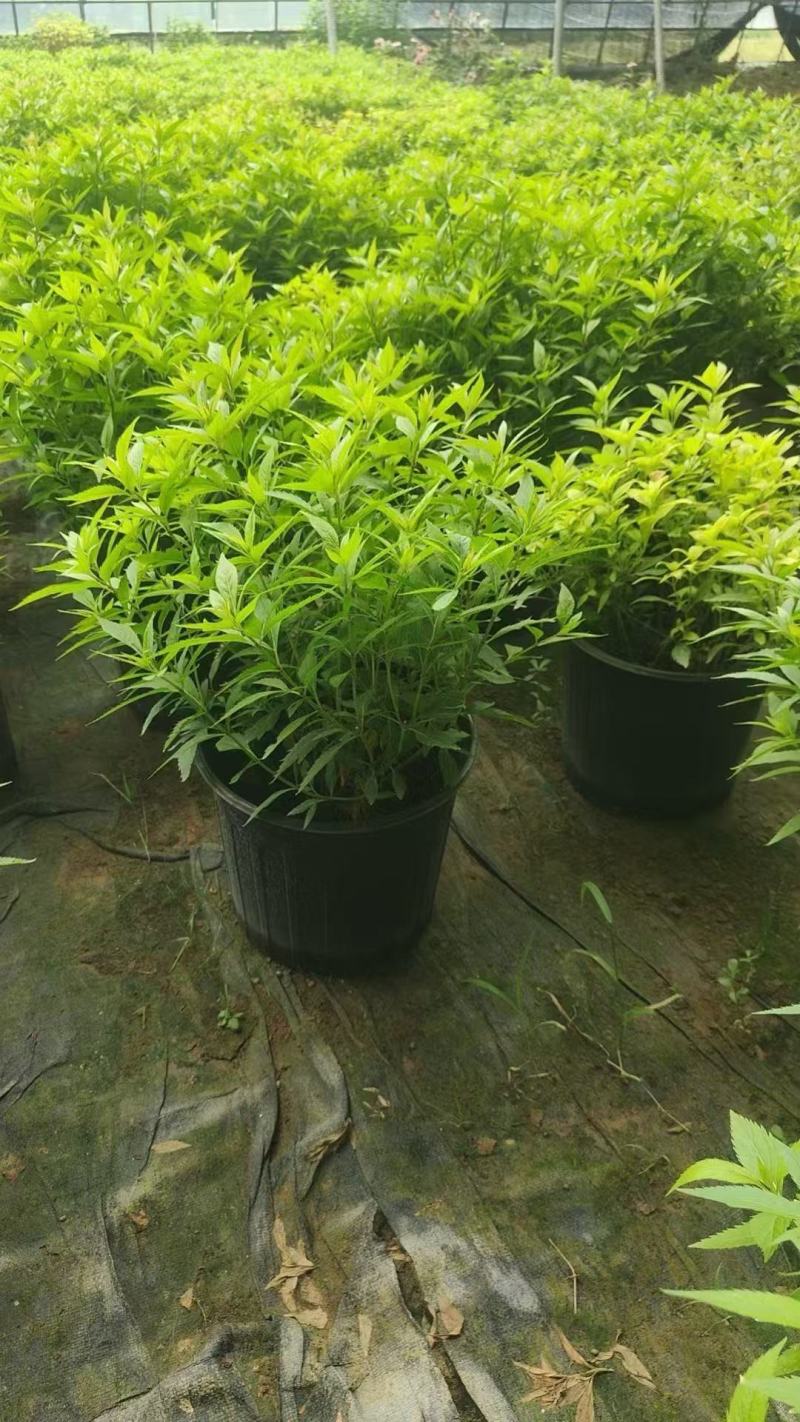 大麻叶泽兰