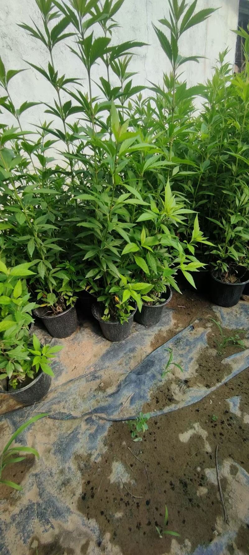 大麻叶泽兰