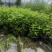 大麻叶泽兰