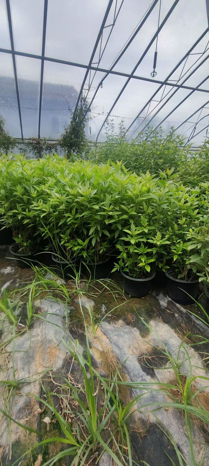 大麻叶泽兰