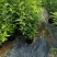 大麻叶泽兰