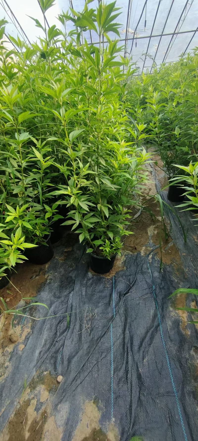 大麻叶泽兰