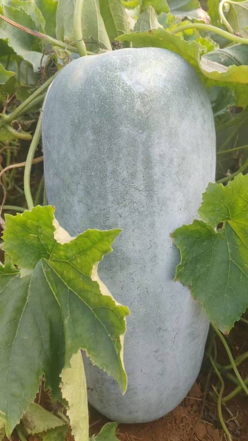 现货中桶白冬瓜产地直发质量保证价格可谈欢迎咨询