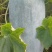 现货中桶白冬瓜产地直发质量保证价格可谈欢迎咨询