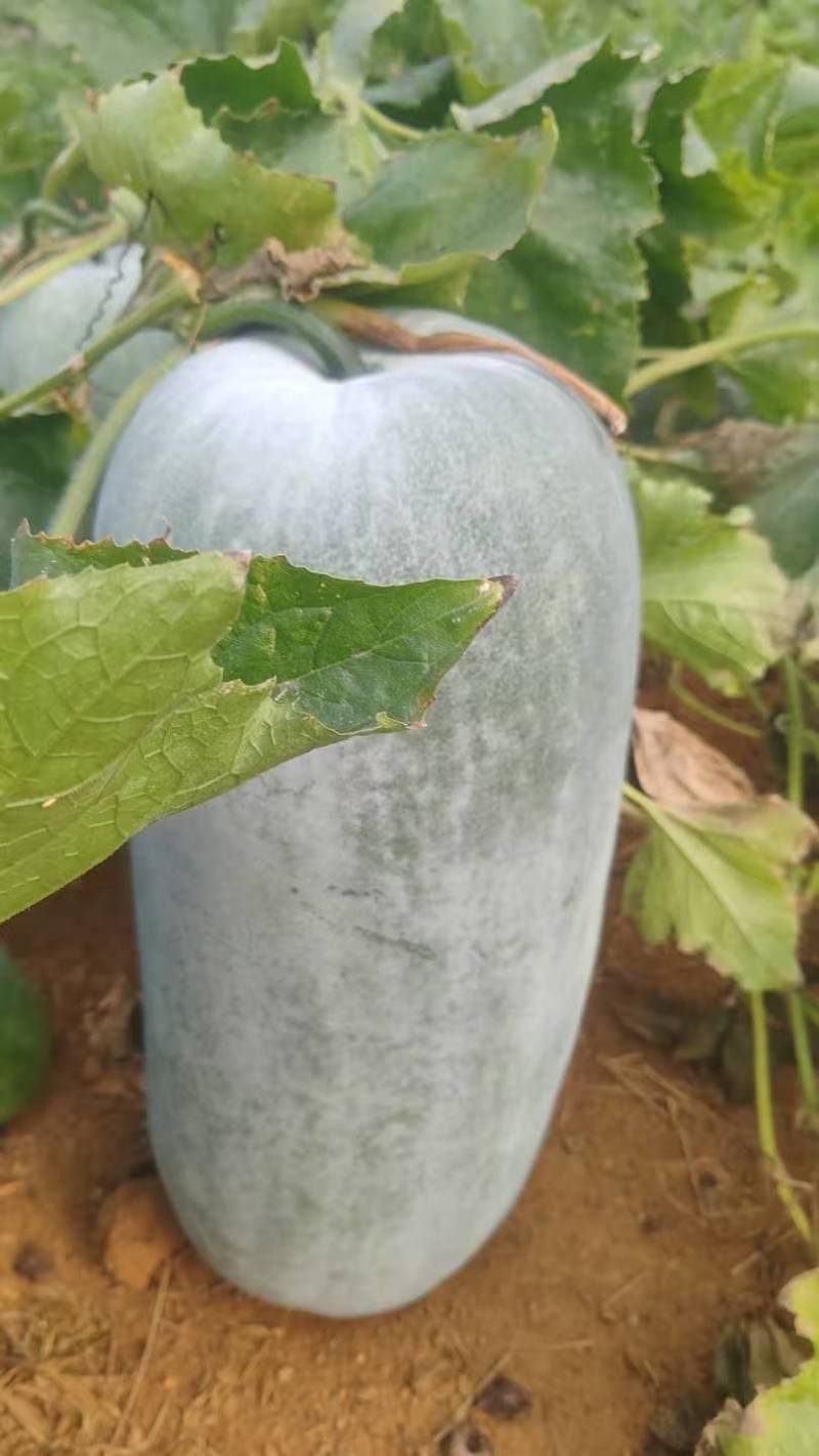现货中桶白冬瓜产地直发质量保证价格可谈欢迎咨询