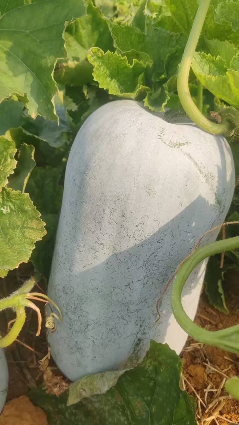 现货中桶白冬瓜产地直发质量保证价格可谈欢迎咨询