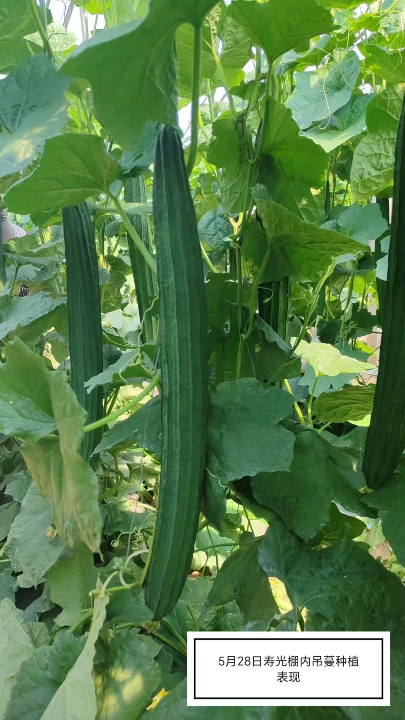 夏丽肉丝瓜种子农家春秋季耐热易种口感脆甜蔬菜种孑长丝瓜