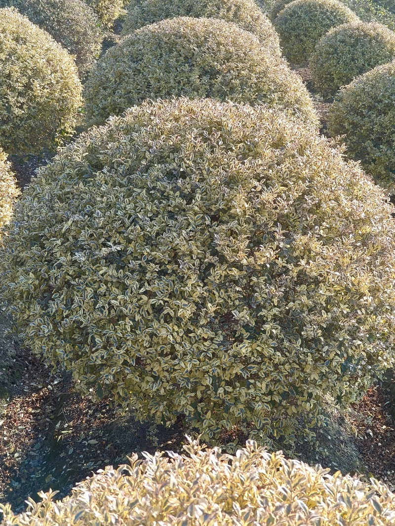 金姫小蜡球冠幅:1.5m、1.8m，基地有量，欢迎订购。