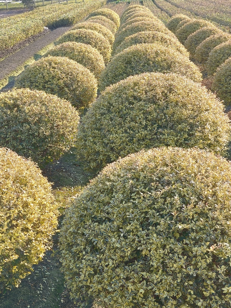 金姫小蜡球冠幅:1.5m、1.8m，基地有量，欢迎订购。