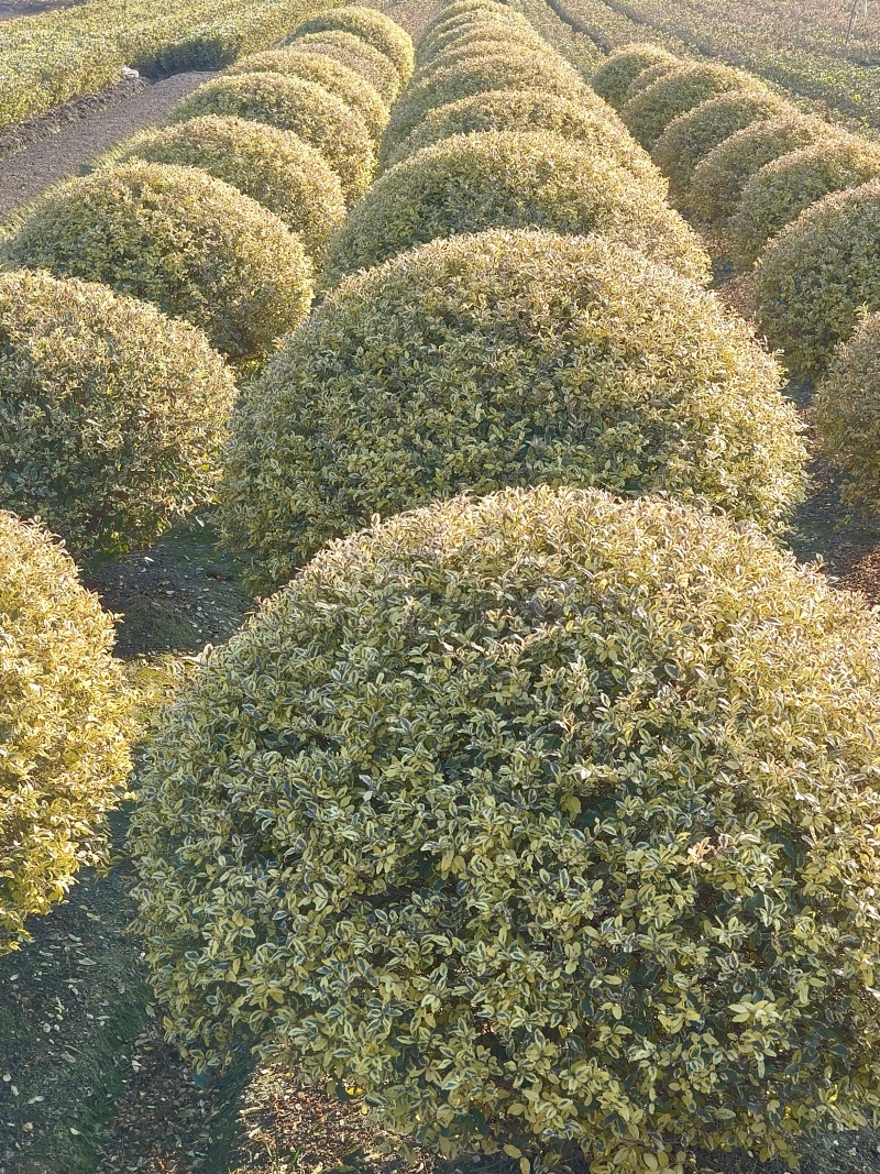金姫小蜡球冠幅:1.5m、1.8m，基地有量，欢迎订购。