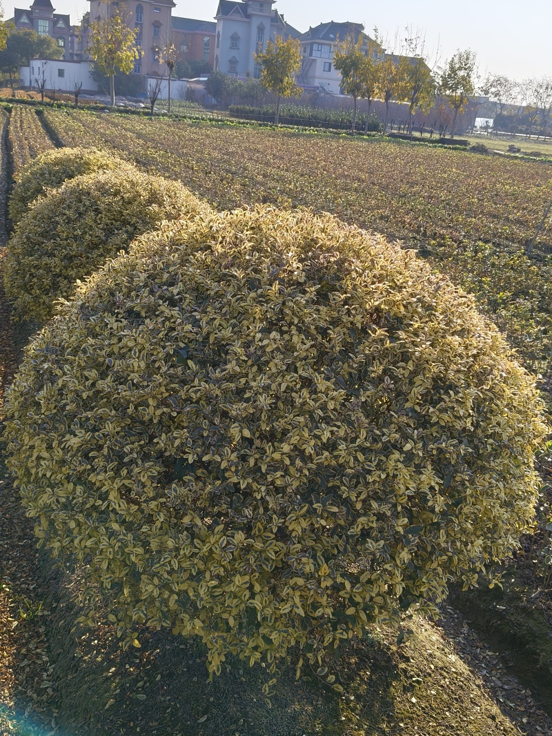 金姫小蜡球冠幅:1.5m、1.8m，基地有量，欢迎订购。