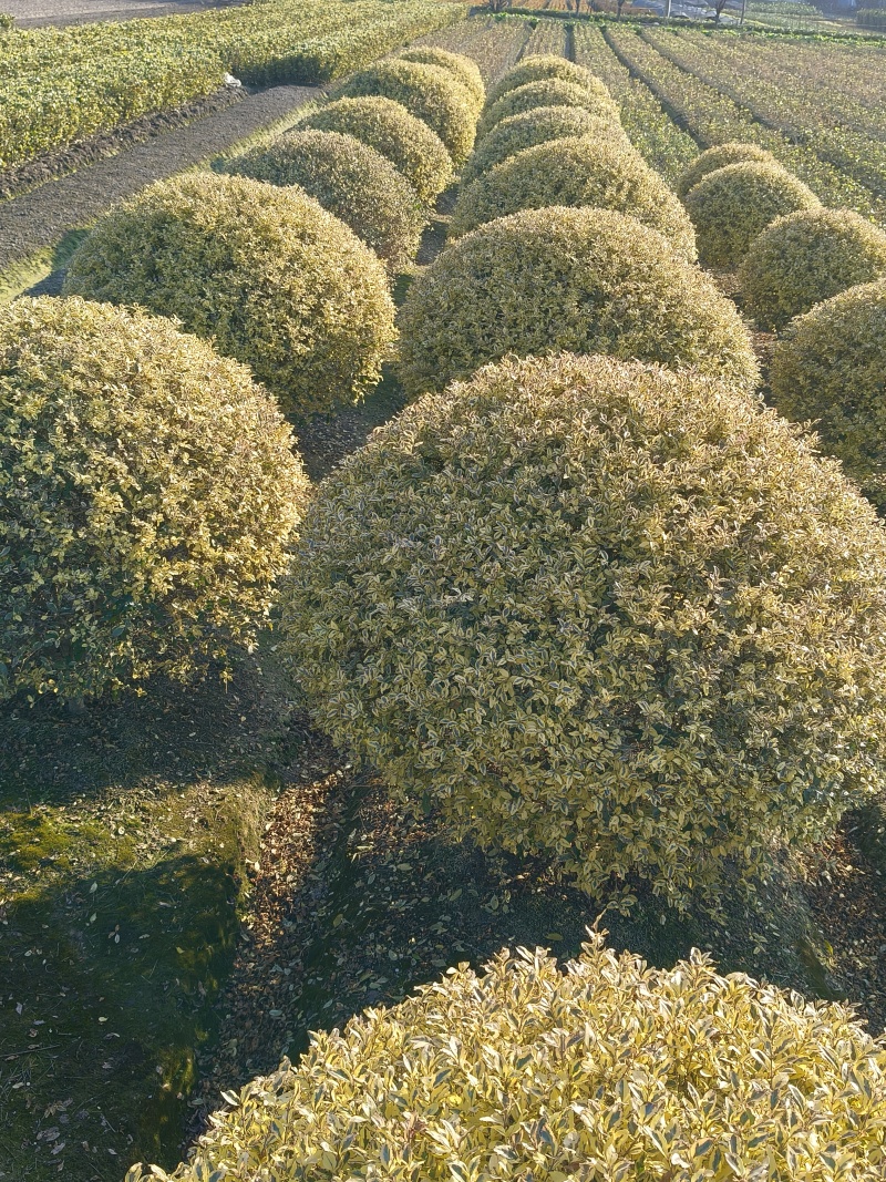 金姫小蜡球冠幅:1.5m、1.8m，基地有量，欢迎订购。