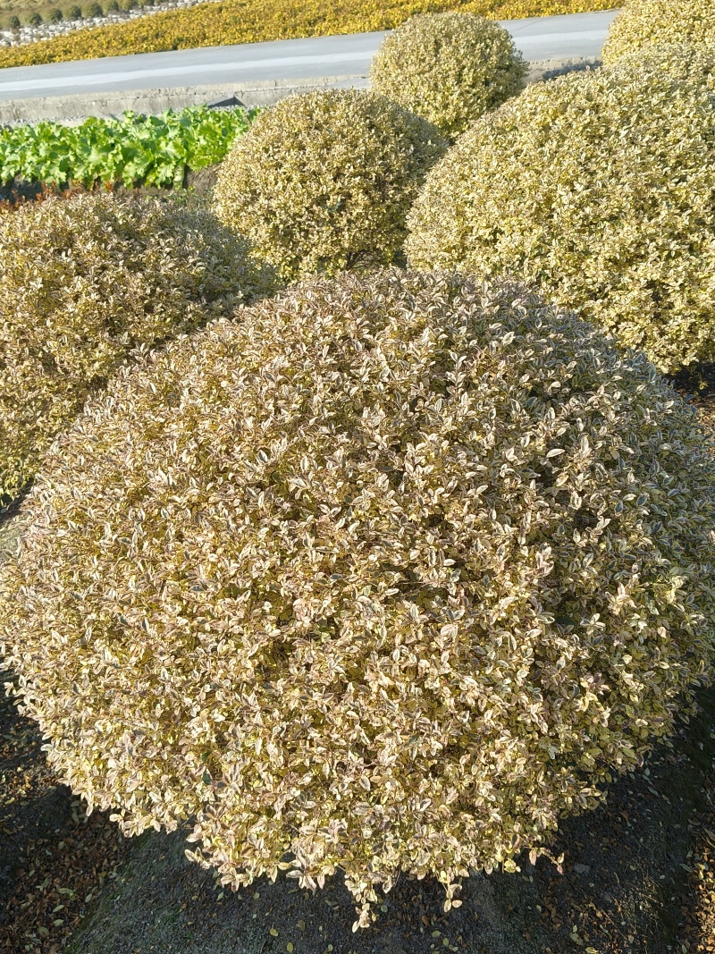 金姫小蜡球冠幅:1.5m、1.8m，基地有量，欢迎订购。