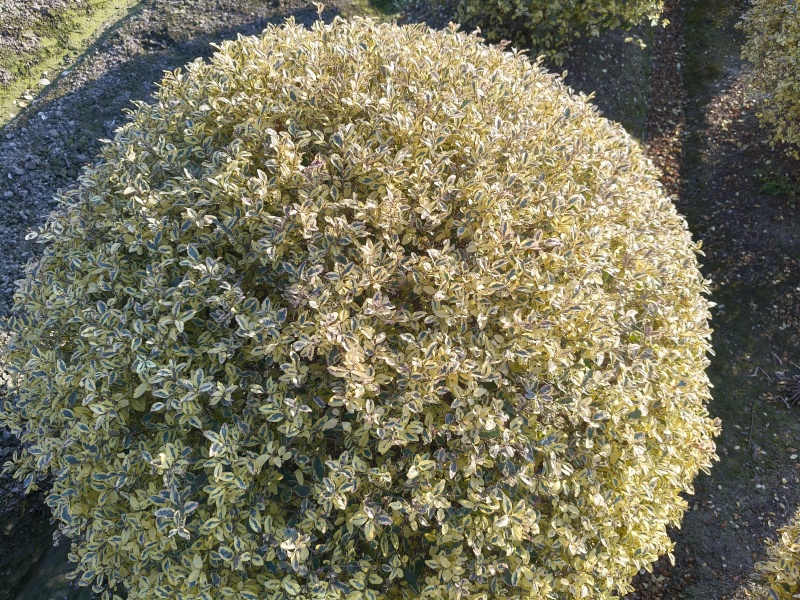金姫小蜡球冠幅:1.5m、1.8m，基地有量，欢迎订购。