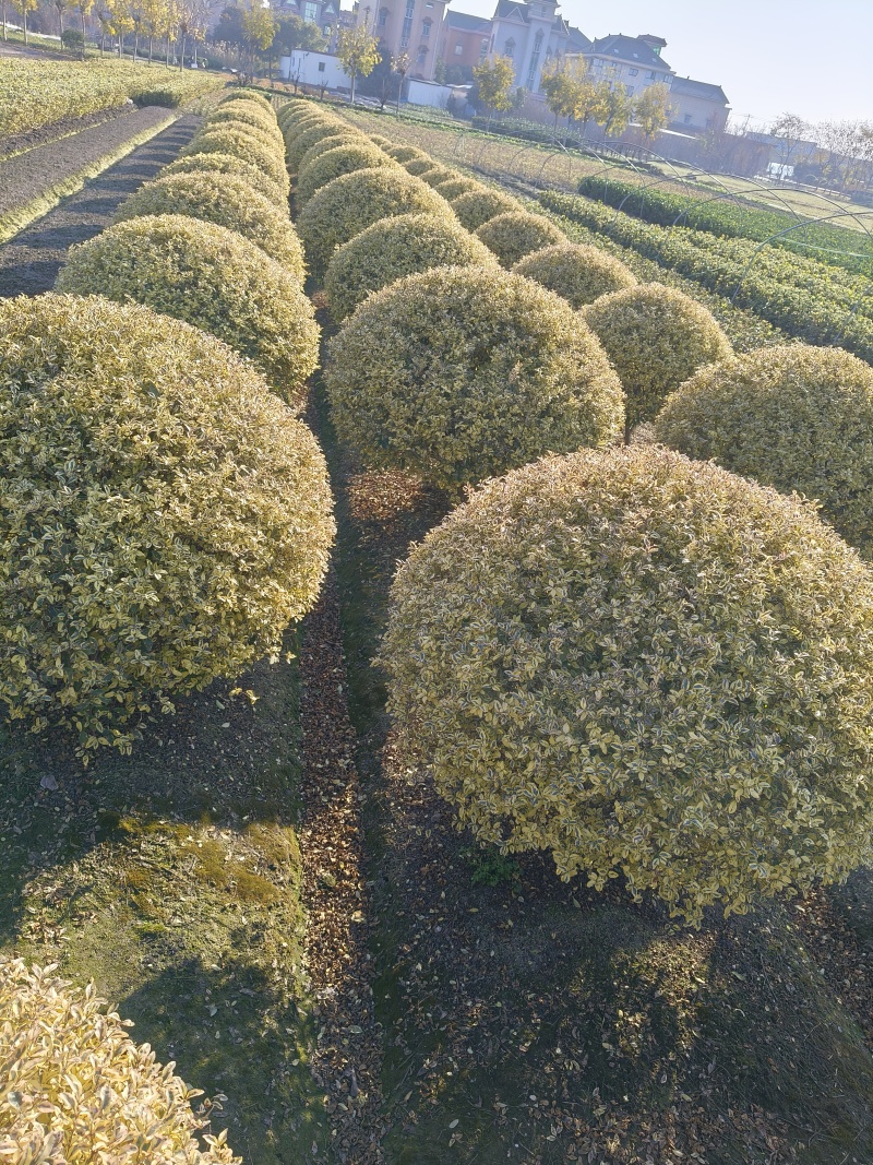 金姫小蜡球冠幅:1.5m、1.8m，基地有量，欢迎订购。