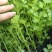 法国皇后芹菜苗