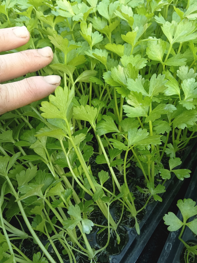 法国皇后芹菜苗
