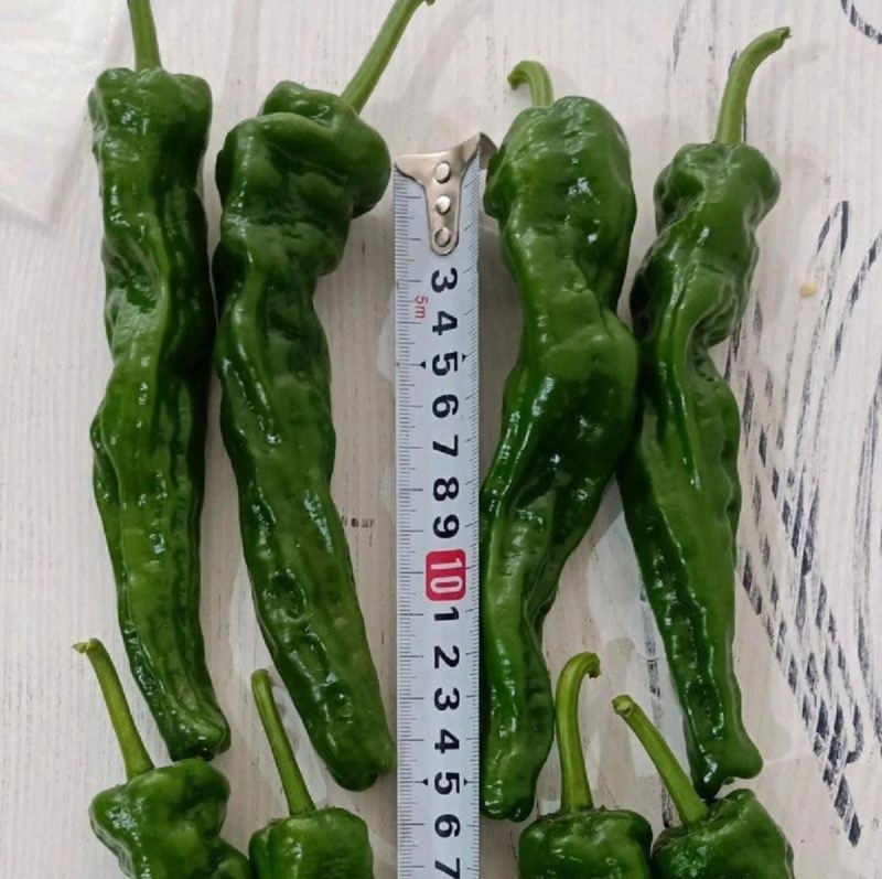 广东精品皱皮椒，产地直发，当天采摘，品质保证，大量供应。