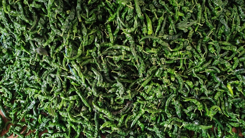 广东精品皱皮椒，产地直发，当天采摘，品质保证，大量供应。