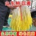 山东蒜黄〔精品〕头茬蒜黄/现割现装车/电商货市场商超均可