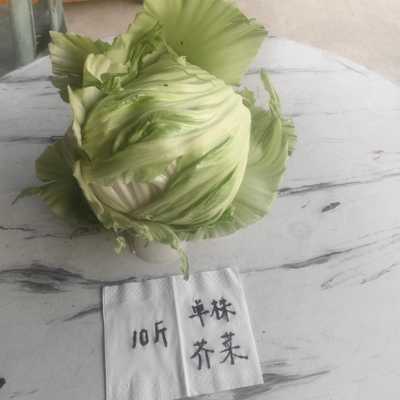 广东惠来本地芥菜**上市潮汕特色大芥菜腌制咸菜佳品
