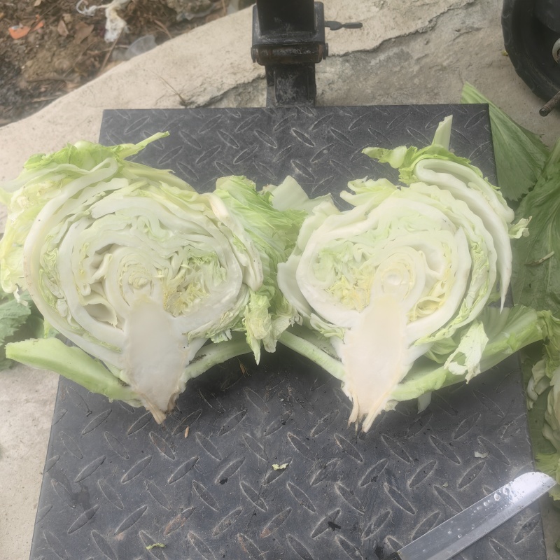 广东惠来本地芥菜**上市潮汕特色大芥菜腌制咸菜佳品
