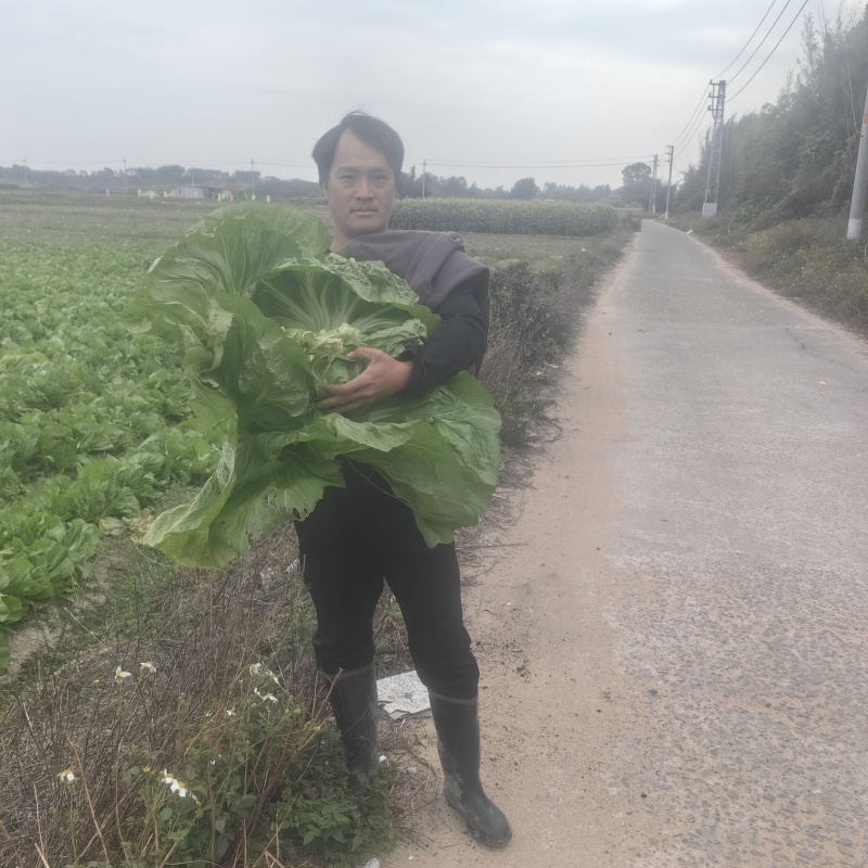 广东惠来本地芥菜**上市潮汕特色大芥菜腌制咸菜佳品