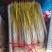 山东蒜黄〔精品〕头茬蒜黄/现割现装车/电商货市场商超均可