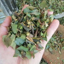 【包邮】松树寄生草量大从优保质保量对接全国