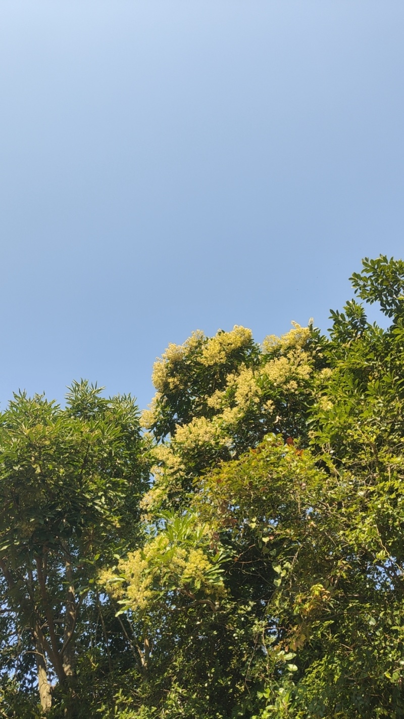 广东中蜂土蜂蜜结晶蜜农家自产自销年产一次